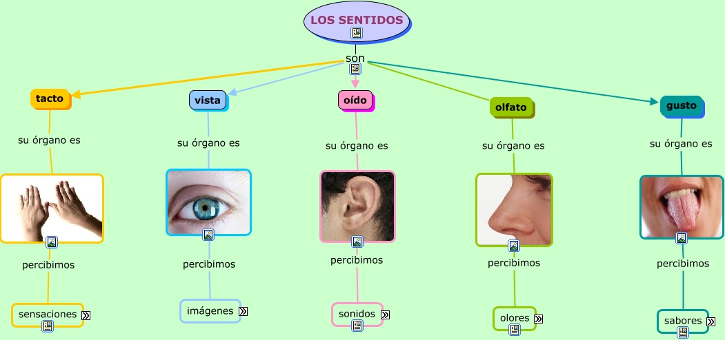 LOS 5 SENTIDOS